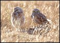 _2SB6703 burrowing owls